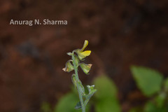 Crotalaria evolvuloides
